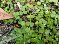 Gonocarpus micranthus micranthus
