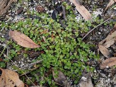 Gonocarpus micranthus micranthus