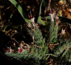 Echium glomeratum