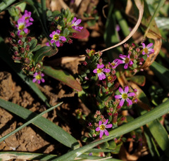 Lythrum tribracteatum