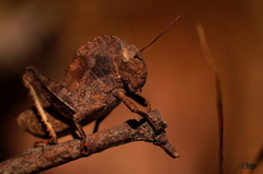 Teratodes monticollis