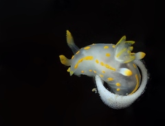 Polycera quadrilineata