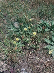 Urospermum dalechampii