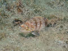 Serranus hepatus