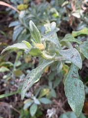 Helichrysum odoratissimum