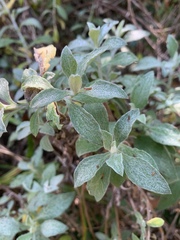 Helichrysum odoratissimum