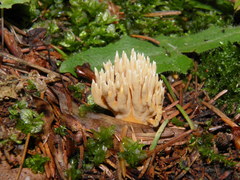 Phaeoclavulina eumorpha