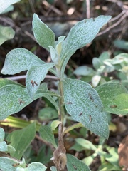 Helichrysum odoratissimum