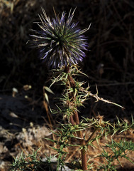 Echinops adenocaulos
