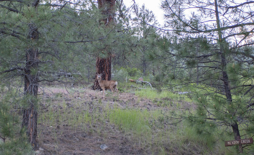Mule Deer photographed in Idaho