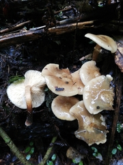 Armillaria novae-zelandiae