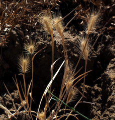 Hordeum geniculatum