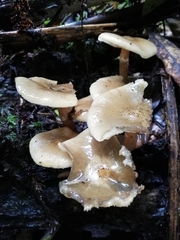 Armillaria novae-zelandiae