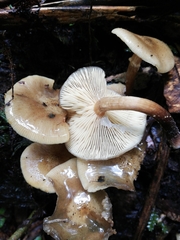 Armillaria novae-zelandiae