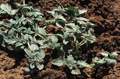 Heliotropium supinum