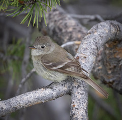 Dusky Flycatcher photo 3