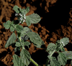 Heliotropium supinum