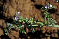 Verbena supina