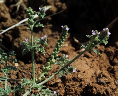 Verbena supina