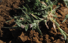 Sporobolus aculeatus