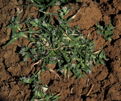 Sporobolus aculeatus