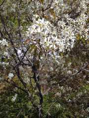 Amelanchier arborea arborea