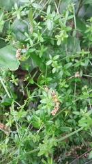 Galium californicum