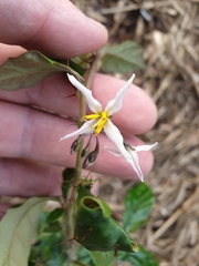 Solanum corifolium