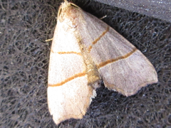 Gonepatica opalina