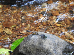Lamelligomphus nilgiriensis