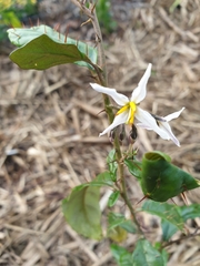 Solanum corifolium