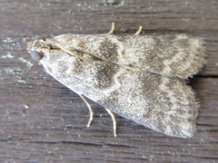 Glyptoteles leucacrinella