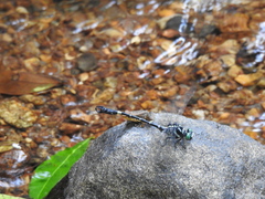 Lamelligomphus nilgiriensis