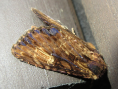 Apamea sodalis