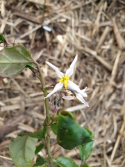 Solanum corifolium