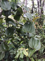 Smilax melastomifolia