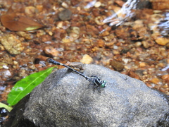 Lamelligomphus nilgiriensis