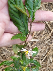 Solanum corifolium