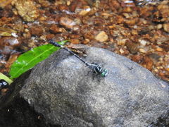 Lamelligomphus nilgiriensis