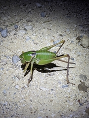 Pediodectes haldemanii