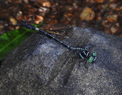 Lamelligomphus nilgiriensis