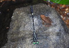 Lamelligomphus nilgiriensis