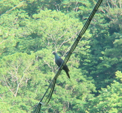 Columba janthina