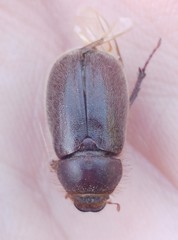 Aplidia chaifensis