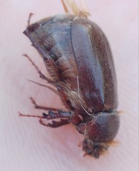Aplidia chaifensis
