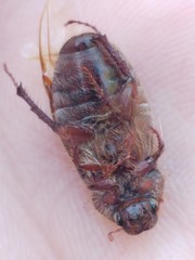 Aplidia chaifensis