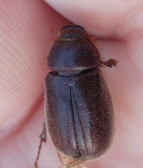 Aplidia chaifensis