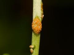 Aecidium ranunculi-acris