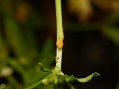 Aecidium ranunculi-acris