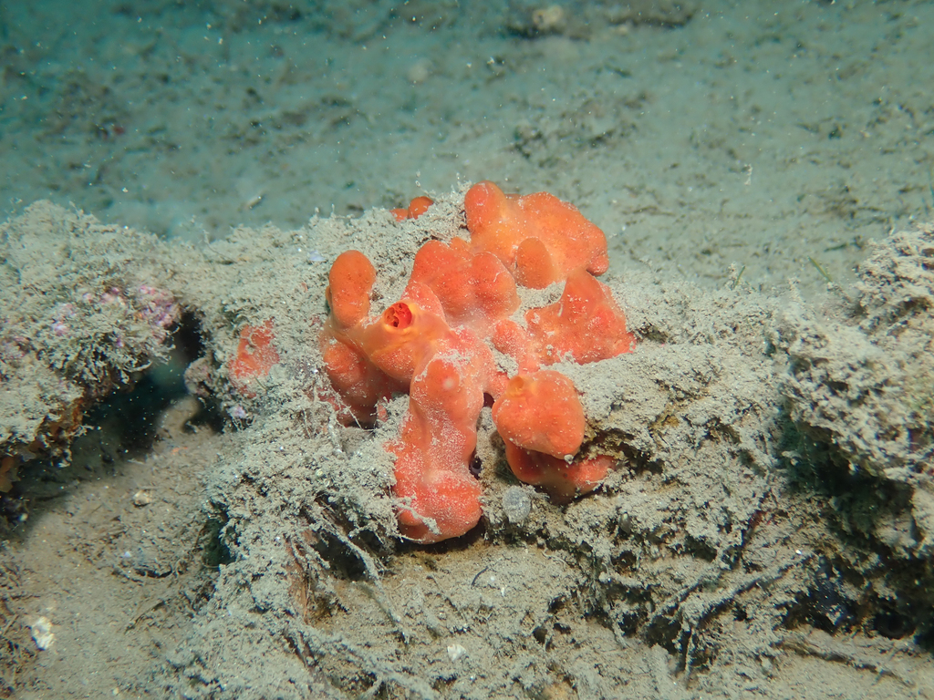 Clathria strepsitoxa